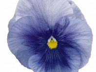 Виола виттрока