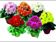 Георгина изменчивая (Othello)