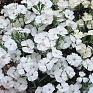 Гвоздика китайская х турецкая (Dianthus chinensis x barbatus)