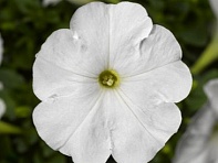 Петуния многоцветковая (генетически компактная) (Damask F1)