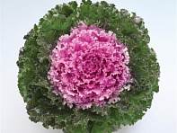 Декоративная капуста (Crystal)