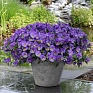Виола виттрока ампельная (Viola wittrockiana)