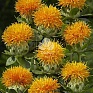 Сафлор красильный (Carthamus tinctorius)