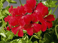 Пеларгония плющелистная ампельная