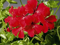 Пеларгония плющелистная ампельная (Tornado F1)
