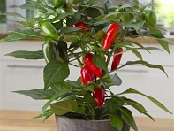 Перец летний (Tamale)