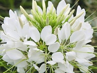 Клеома Хасслера (Sparkler 2.0 F1)