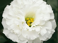 Лизиантус (Эустома) крупноцветковый (Corelli F1)