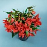 Бегония гибридная ампельная (зеленая листва) (Begonia hybrida)