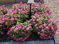 Катарантус розовый (Cobra F1)