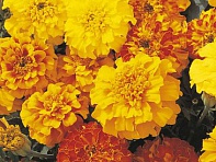 Бархатцы триплоидные (Zenith F1)