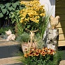 Гайлардия остистая крупноцветковая (Gaillardia aristata grandiflora)