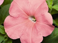 Петуния ампельная гибридная