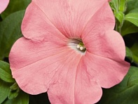 Петуния ампельная гибридная (Success! TR F1)