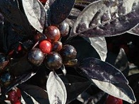 Перец летний (Black Pearl)