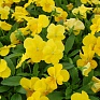 Виола рогатая (Viola cornuta)