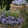 Виола рогатая (Viola cornuta)
