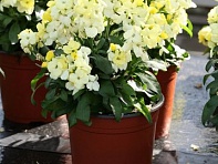 Лакфиоль Чери (Bounty F1)