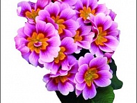 Примула бесстебельная (Bellissima F1)