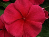 Катарантус розовый ампельный (Mediterranean XP)