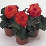 Бегония клубневая махровая (Begonia tuberhybrida)