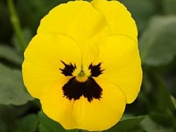 Виола рогатая (Quicktime F1)