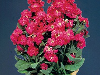 Левкой седой (Cinderella)