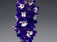 Дельфиниум высокий (Excalibur)