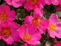 Портулак огородный (Toucan)