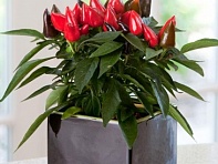 Перец летний (Coba)