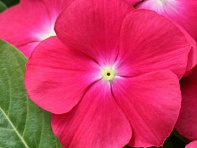 Катарантус розовый (Cobra F1)