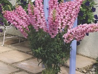 Львиный зев (Антирринум) большой (Overture F1)