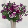 Петуния крупноцветковая махровая (Petunia grandiflora)