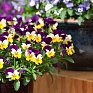 Виола рогатая (Viola cornuta)