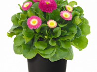 Маргаритка многолетняя