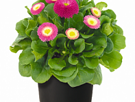 Маргаритка многолетняя (BellaDaisy)