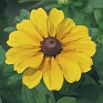 Рудбекия волосистая (Rudbeckia hirta)