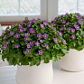 Экзакум (Exacum affine)