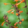 Многоколосник золотистый (Agastache aurantiaca)