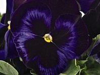 Виола виттрока (Inspire Plus F1)