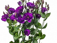 Лизиантус (Эустома) крупноцветковый (Evanthi F1)