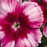 Гвоздика китайская (Dianthus chinensis)