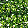 Маргаритка многолетняя (Bellis perennis)
