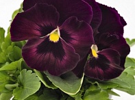 Виола виттрока