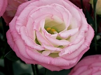 Лизиантус (Эустома) крупноцветковый (Croma F1)