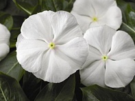 Катарантус розовый (SunStorm F1)