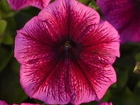 Петуния многоцветковая (Mirage F1)