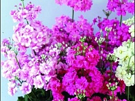 Примула нежная (Juliet)