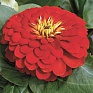 Цинния изящная (Zinnia elegans)