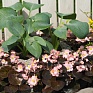 Бегония вечноцветущая (бронзовая листва) (Begonia semperflorens)